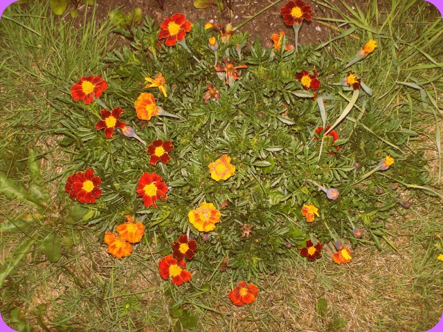 marandaelizabethmarigolds