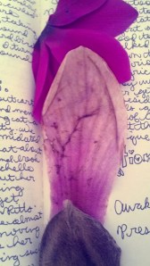 marandaelizabethtour17